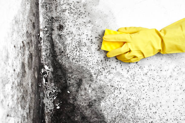 Best Crawl Space Mold Removal  in Forestville, MD