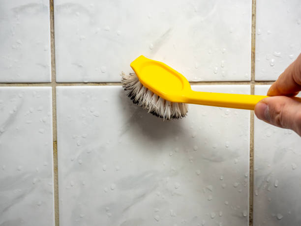 Best Toxic Mold Removal  in Forestville, MD