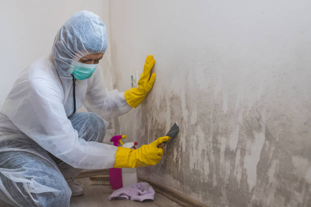 Trusted Forestville, MD Mold Removal Experts