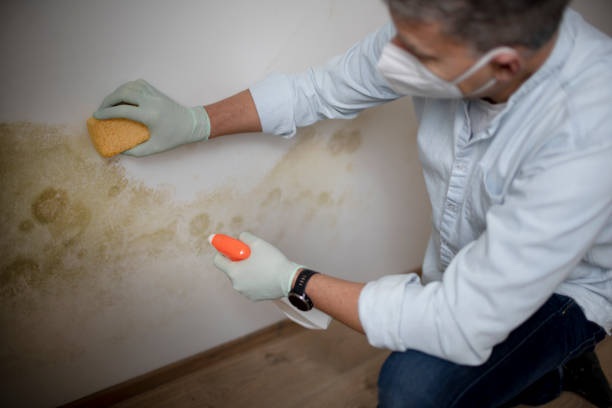 Professional Mold Removal in Forestville, MD