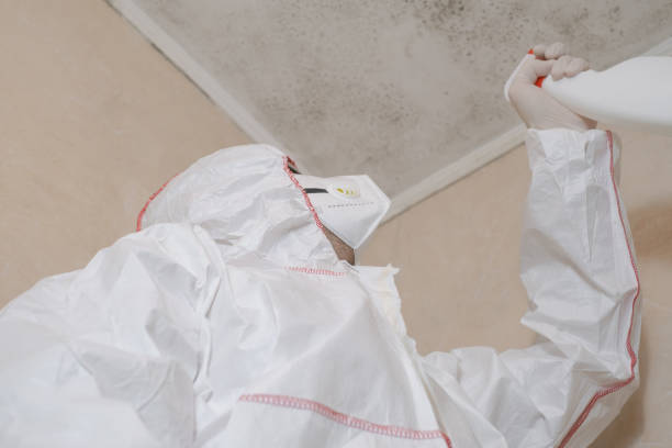 Best Attic Mold Removal  in Forestville, MD
