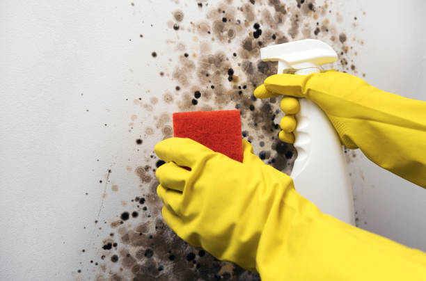 Best Best Mold Removal Companies  in Forestville, MD
