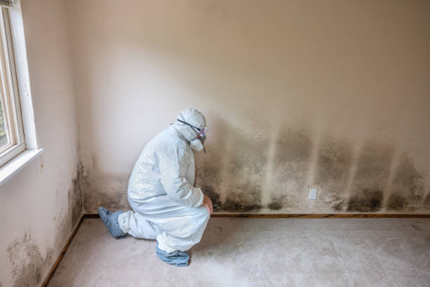 Best Mold Removal Process  in Forestville, MD