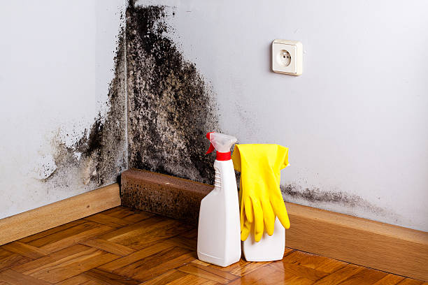 Best Certified Mold Removal  in Forestville, MD