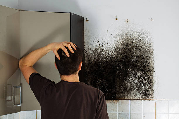 Best Mold Cleaning Services  in Forestville, MD