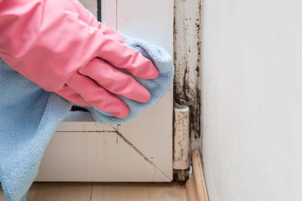 Best Affordable Mold Removal  in Forestville, MD